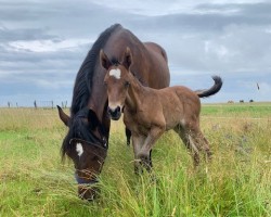 foal by Camille de Saxe (Little German Riding Horse, 2024, from Banderas)