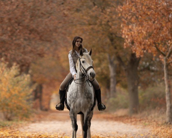 horse Altamira Kezeg (Irish Sport Horse, 2016, from Plume de Kezeg)