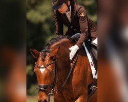 dressage horse MFR Bellina Fiora (Westphalian, 2018, from Belissimo NRW)