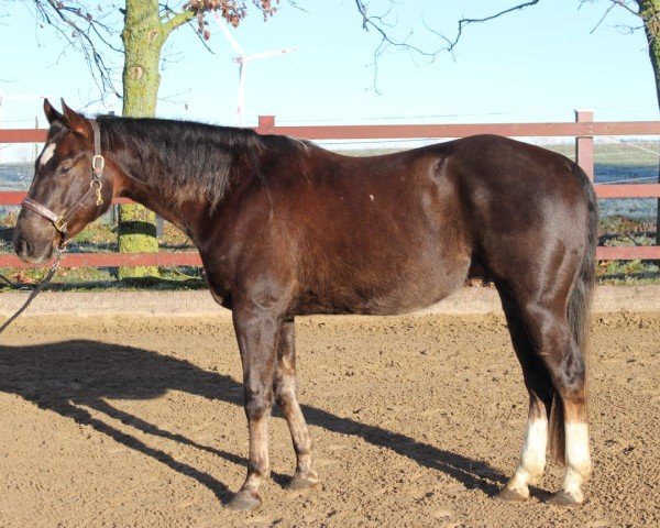 horse MJ Voodoo In Samr (Quarter Horse, 2020)