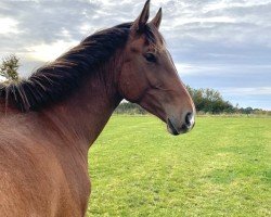 Springpferd Daddeldu DP (Holsteiner, 2022, von Dinken)