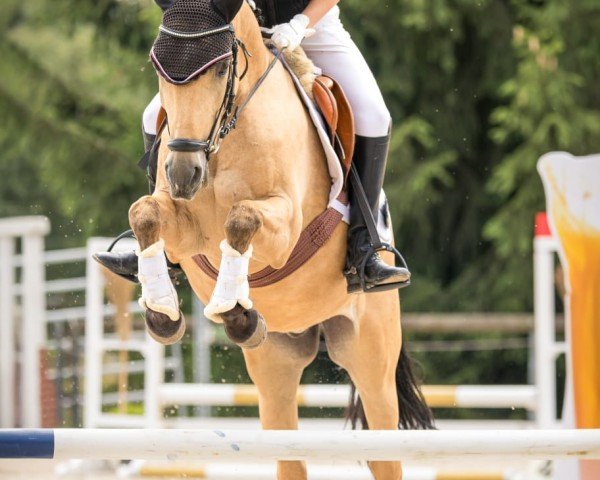 Dressurpferd Champargo (Deutsches Reitpony, 2011, von FS Champion de Luxe)