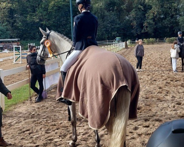 Dressurpferd Cornet's Carrieta (Deutsches Sportpferd, 2014, von Cornet Session)