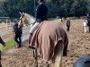 dressage horse Cornet's Carrieta (German Sport Horse, 2014, from Cornet Session)