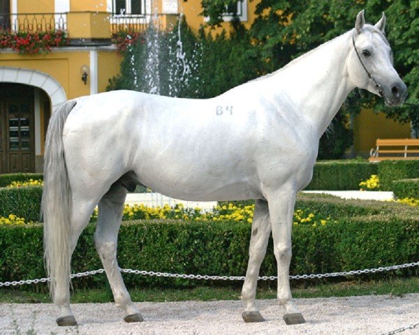 stallion 3436 Shagya III-1 (Báb) (Shagya Arabian, 1994, from Shagal)