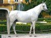 stallion 3436 Shagya III-1 (Báb) (Shagya Arabian, 1994, from Shagal)