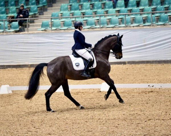 dressage horse Feine Lady (Oldenburg, 2017, from Finest)