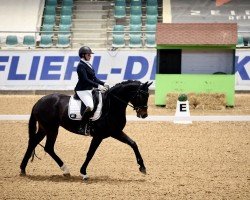 dressage horse Fabulous 24 (Hanoverian, 2020, from For Romance I)