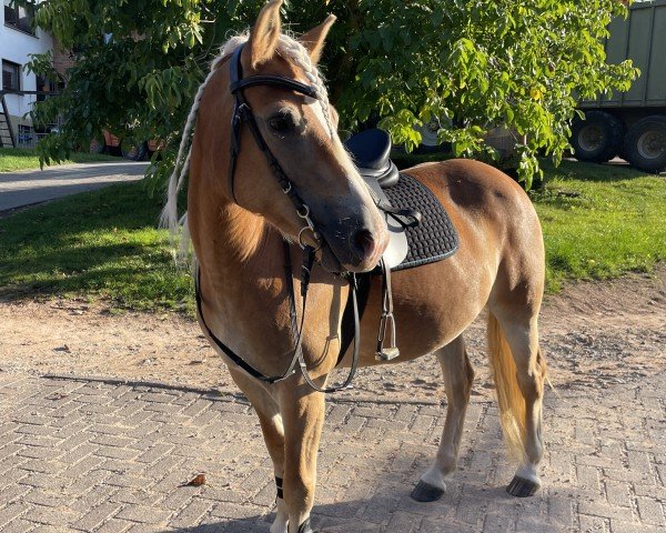 Pferd Love My Sunshine (Haflinger, 2018, von Starkwind)