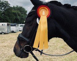 dressage horse Rocky Rosalie Lv (Westphalian, 2013, from Rock Forever NRW)