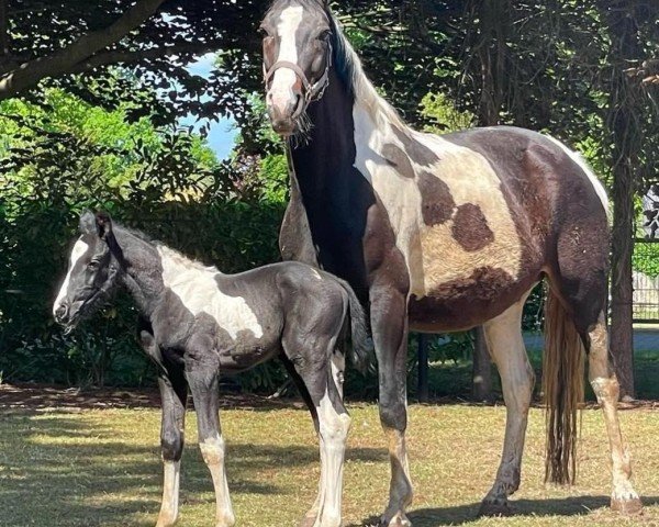 jumper Goldenpearl (German Warmblood, 2011, from Point)