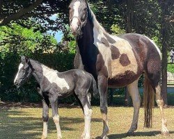 Springpferd Goldenpearl (Deutsches Reitpferd, 2011, von Point)