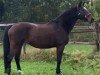 broodmare Laana (Hessian Warmblood, 2002, from Levantos I)