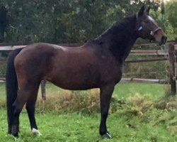 broodmare Laana (Hessian Warmblood, 2002, from Levantos I)