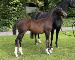 foal by Fräulein Wilhelmine (Hanoverian, 2024, from Friedrich der Große)