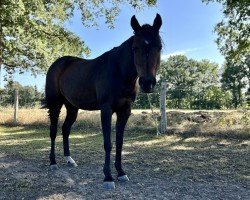 horse Isabella (Welsh Partbred, 2004)