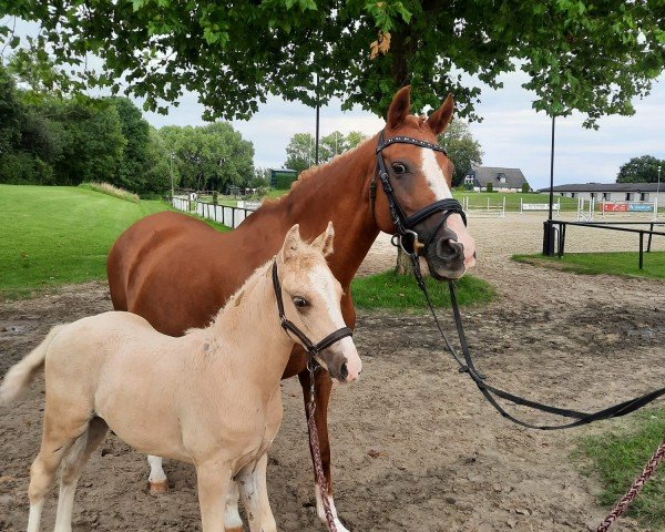 dressage horse Golden Firefly (German Riding Pony, 2023, from Genscher)