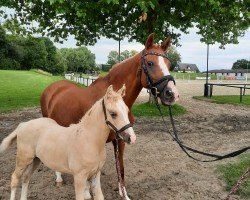 Dressurpferd Golden Firefly (Deutsches Reitpony, 2023, von Genscher)