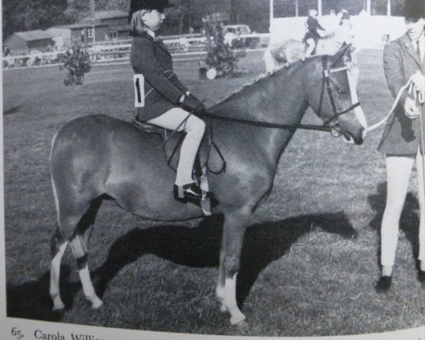 Pferd Twyford Swift (Welsh Mountain Pony (Sek.A), 1961, von Twyford Grenadier)