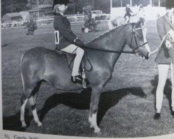 horse Twyford Swift (Welsh mountain pony (SEK.A), 1961, from Twyford Grenadier)