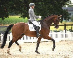 dressage horse Zarentusch (Rhinelander, 2017, from Birkhof's Zalando OLD)