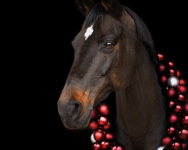 jumper Loreana (Holsteiner, 2009)