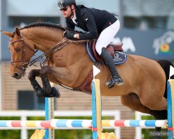 Springpferd Talifax van't Roth (Belgisches Warmblut, 2019, von Halifax van het Kluizebos)