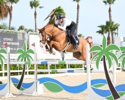 jumper Cataki van de Helle (Oldenburg show jumper, 2017, from Catoki)