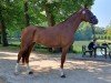 Dressurpferd Vanilla Gold KS (Hannoveraner, 2020, von Viva Gold OLD)