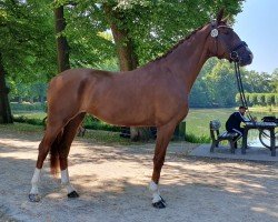 dressage horse Vanilla Gold KS (Hanoverian, 2020, from Viva Gold OLD)