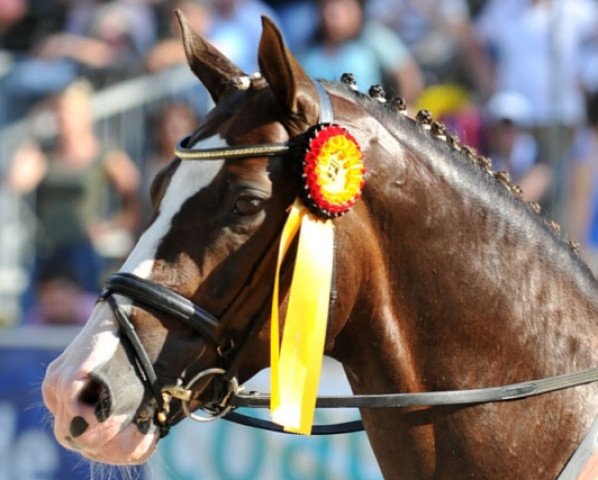 dressage horse Benicio (Hanoverian, 2005, from Belissimo NRW)