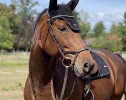 jumper Lee Bell (Hanoverian, 2014, from Lordanos)