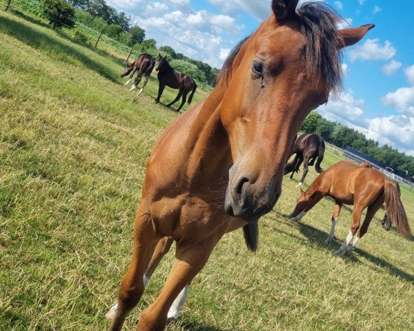 jumper Calandro B (Oldenburg show jumper, 2022, from Carnegie 7)