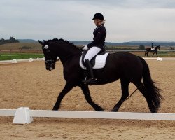 dressage horse Vamke (Friese, 2006, from Marten)