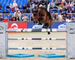 jumper Querida 101 (Hanoverian, 2015, from Qualito)