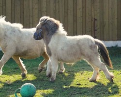 Pferd Amorelie vom Gothensee (Dt.Part-bred Shetland Pony, 2023, von Anton vom Rindergraben)