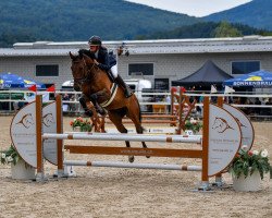 jumper Choupa de La Reselle CH (Swiss Warmblood, 2016, from Chouchou de La Reselle CH)