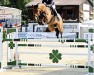 jumper Chatlag (Oldenburg show jumper, 2011, from Conthargos)