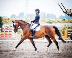 dressage horse Graf Altmark (Saxony-Anhaltiner, 2002, from Graf Anhalt E)