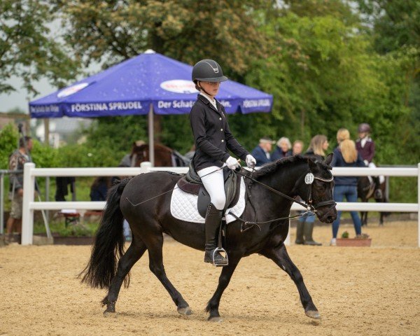 Pferd Tynebank Candyfloss (Dartmoor-Pony, 2015, von Hisley Diplomat)