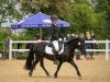 horse Tynebank Candyfloss (Dartmoor Pony, 2015, from Hisley Diplomat)