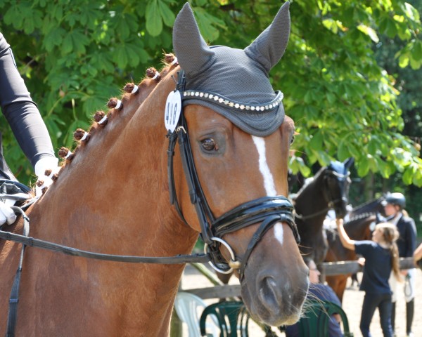 Dressurpferd Fabajo 2 (Hannoveraner, 2017, von Fürsten-Look)