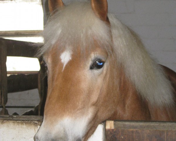 dressage horse Alexander (Haflinger, 2007, from Almwind)