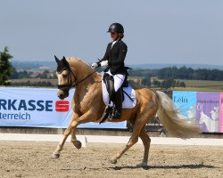 dressage horse Dorniks Dancer (German Riding Pony, 2008, from Dornik's Donovan)