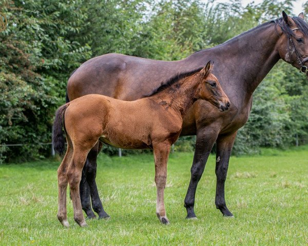 jumper Pippa Z (Zangersheide riding horse, 2021, from Poker de Mariposa TN)