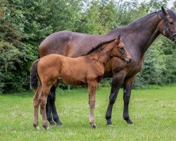 Springpferd Pippa Z (Zangersheide Reitpferd, 2021, von Poker de Mariposa TN)