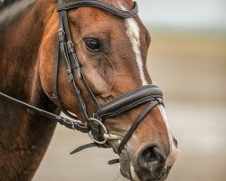 dressage horse Thunder Girl Rm (Oldenburger Springpferd, 2014, from Thagoras)