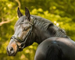 dressage horse Finnigan 13 (German Sport Horse, 2016, from Tannenhof's Fahrenheit)