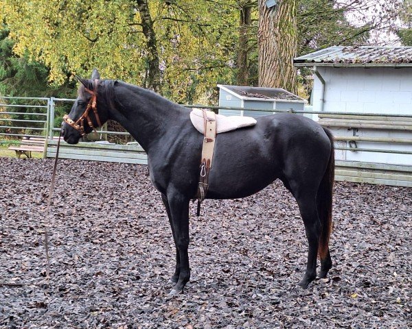 jumper Minztänzerin (Trakehner, 2022, from Abendtanz)