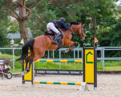 jumper Kalandor Flying (Swiss Warmblood, 2009, from Kalaska de Semilly)